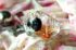 perfume-510698_1920